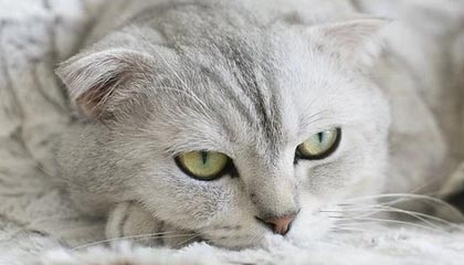 大V在夜间时刻遭遇真相 无法自持，蘑菇影视在线观看全网炸锅，详情了解